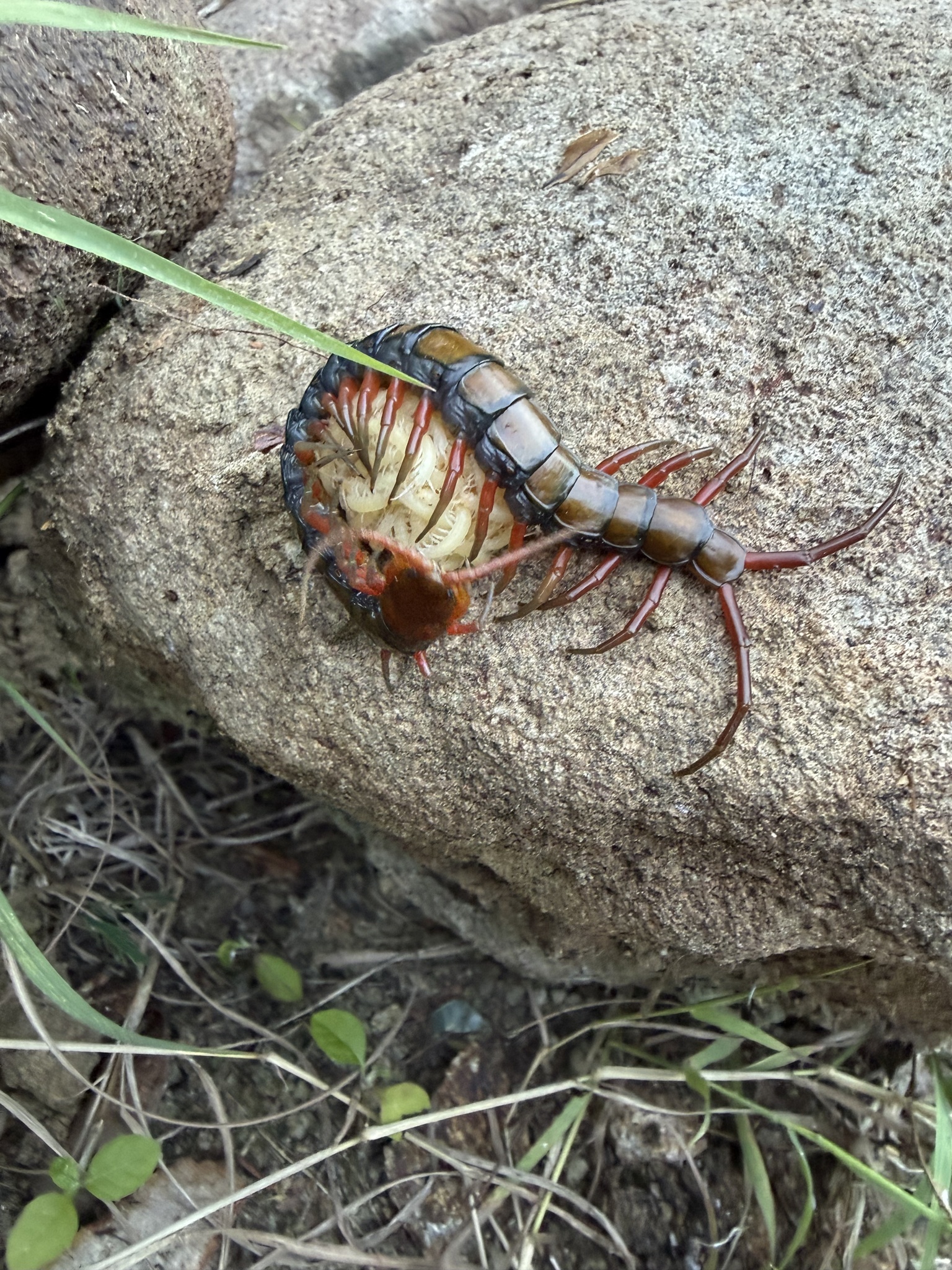 Scolopendra subspinipes Leach, 1815