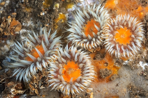 Elegant anemone, Anglesey, Anemone Wall area, photo 8 of 10