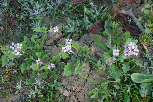 scented cress (Harmsiodoxa puberula)