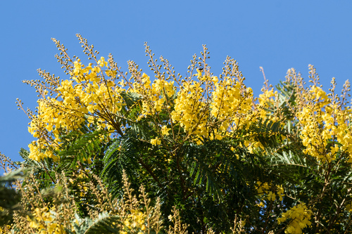 Peltophorum dubium