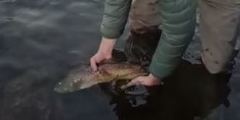 Salmo marmoratus