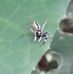 Phintelloides versicolor