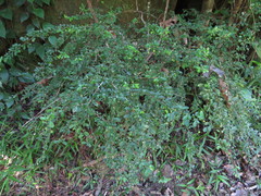 Phyllanthus microcladus