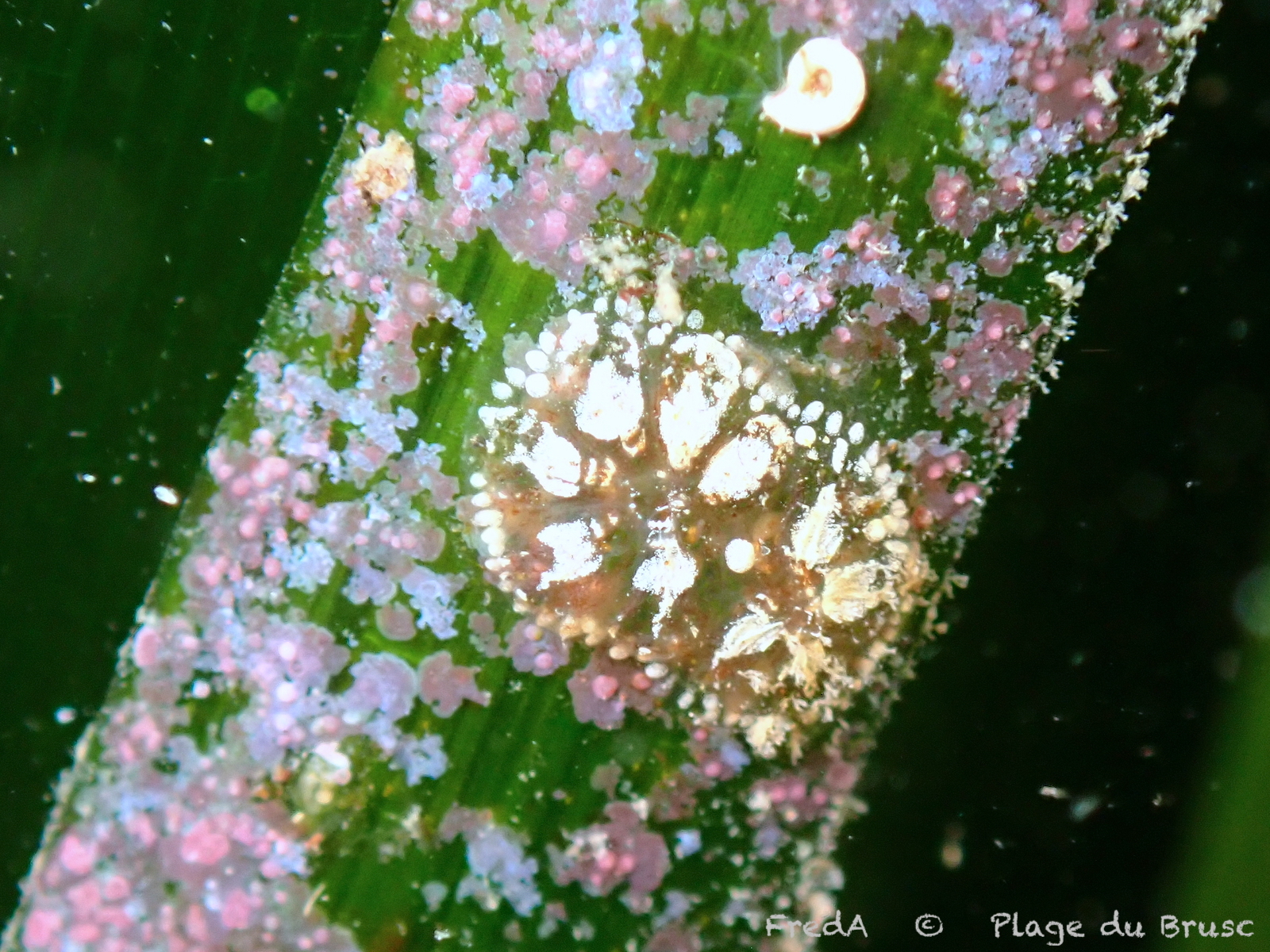 Botryllus schlosseri (Pallas, 1766)