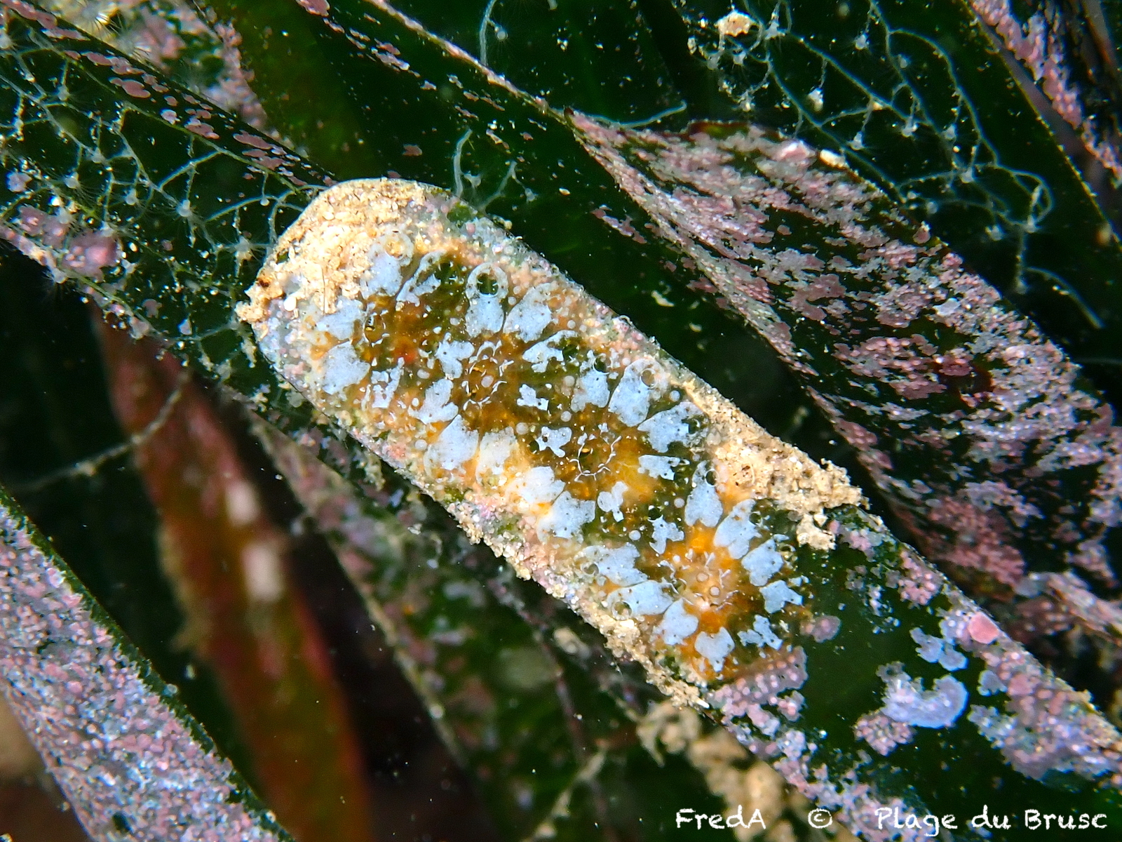 Botryllus schlosseri (Pallas, 1766)