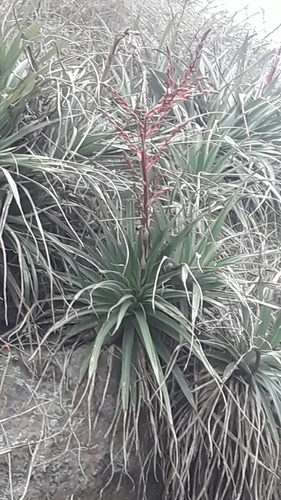 Puya spathacea, photograph 3