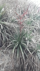 Puya spathacea, photograph author not stated, no rights reserved