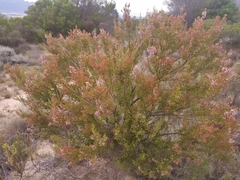 Erica lavandulifolia