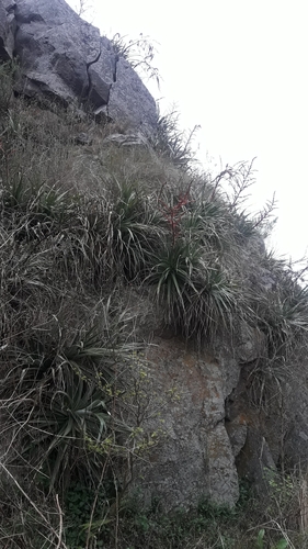 Puya spathacea, photograph 4