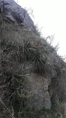 Puya spathacea, photograph author not stated, no rights reserved