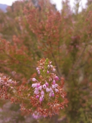 Erica lavandulifolia