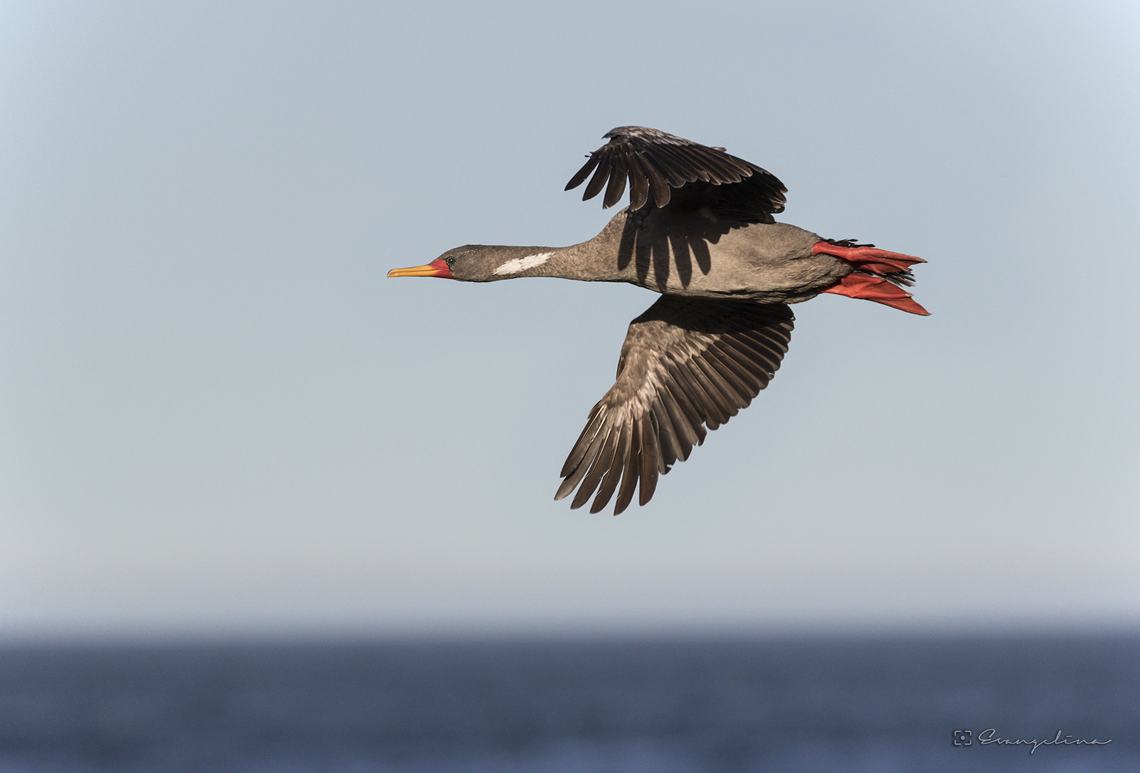 Red-legged Cormorant (Poikilocarbo gaimardi) · iNaturalist