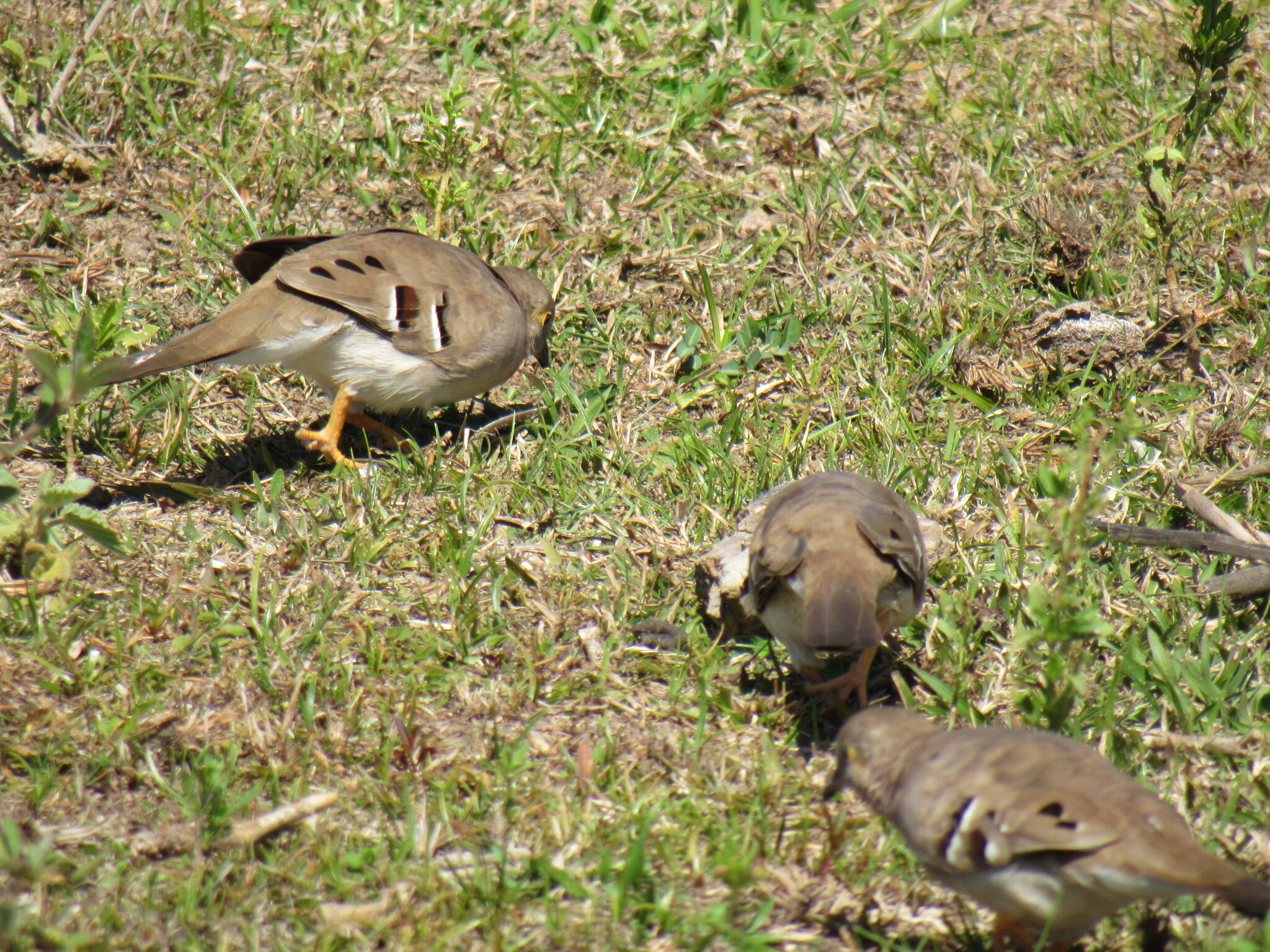 Long-tailed Ground Dove (Uropelia campestris), photo 5