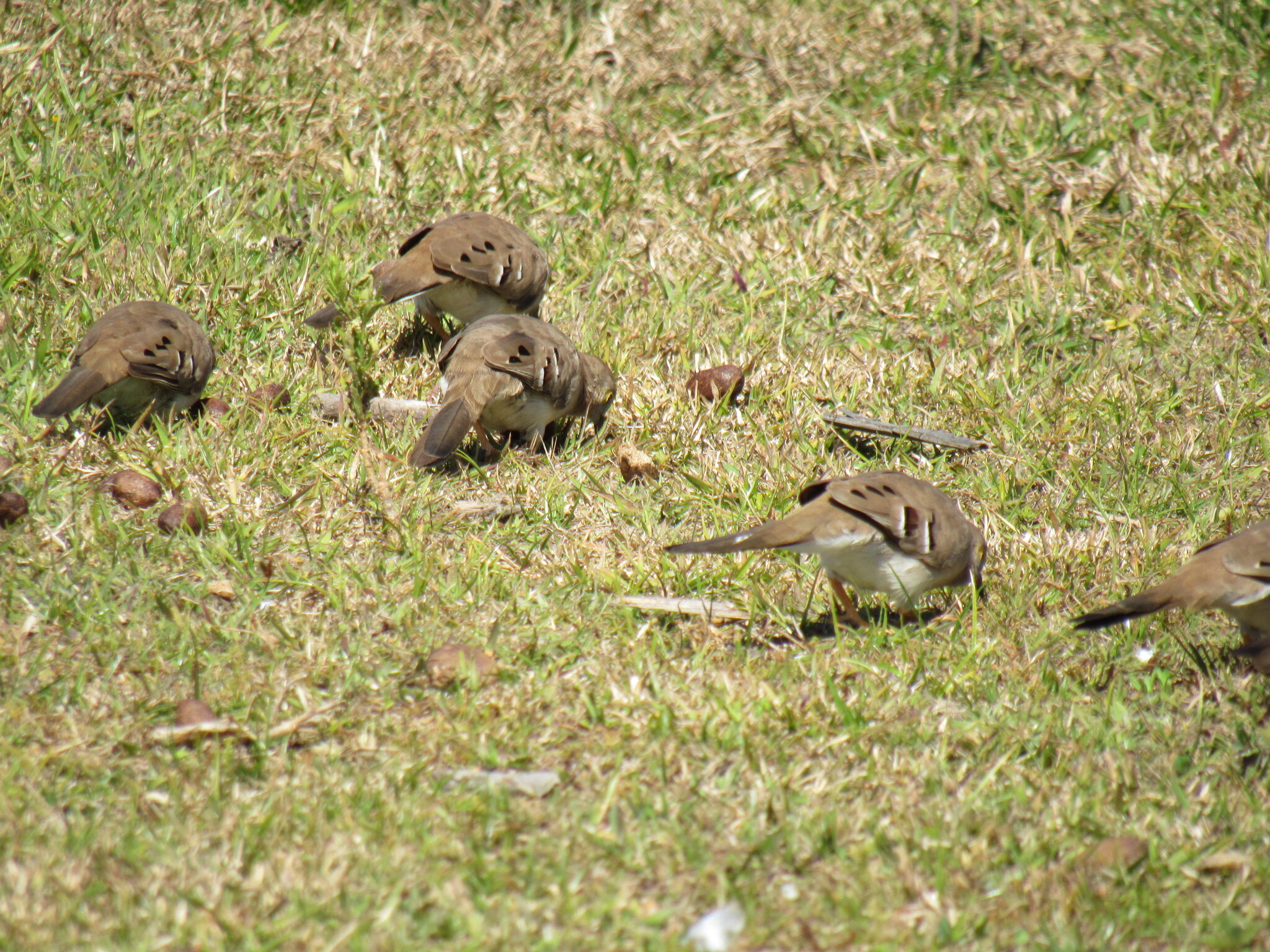 Long-tailed Ground Dove (Uropelia campestris), photo 6