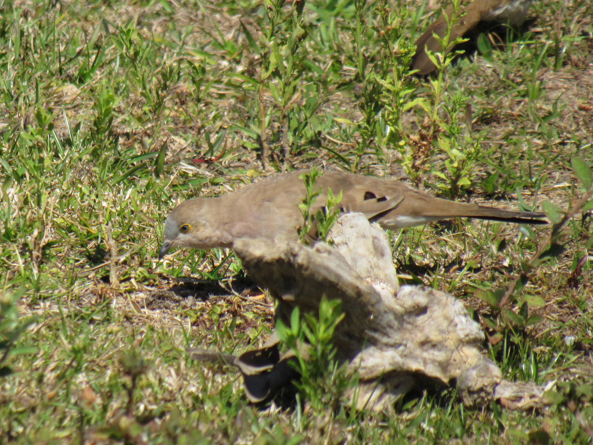Long-tailed Ground Dove (Uropelia campestris), photo 3