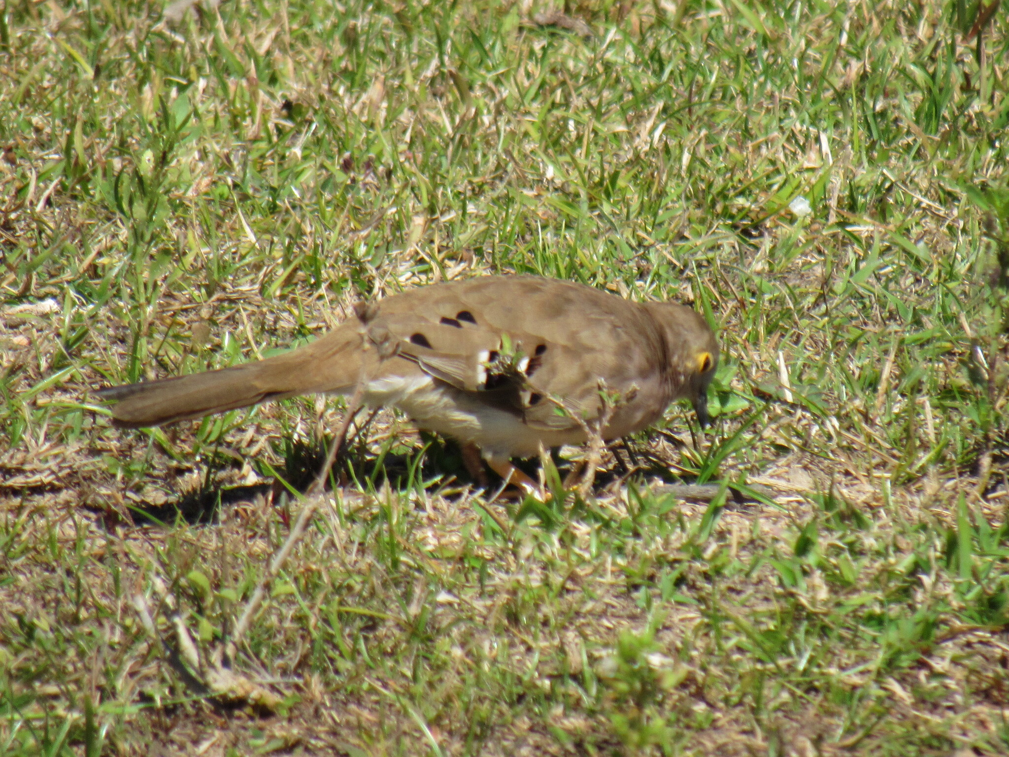 Long-tailed Ground Dove (Uropelia campestris), photo 4