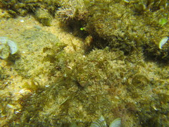 Pavoclinus laurentii