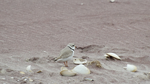 Charadrius melodus