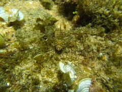 Pavoclinus laurentii