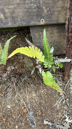 Blechnum appendiculatum observed 2026-01-21