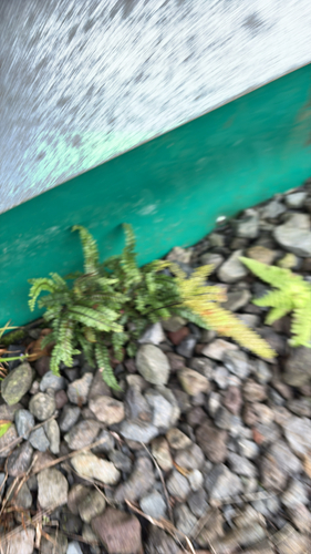 Adiantum hispidulum observed 2026-01-21
