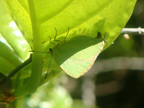 Tropical Greenstreak