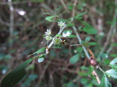 Phyllanthus microcladus