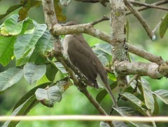 Turdus ignobilis debilis