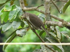 Turdus ignobilis debilis