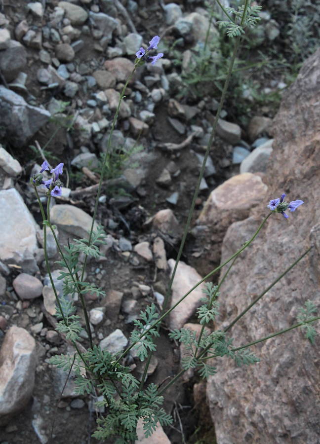 Moroccan lavender