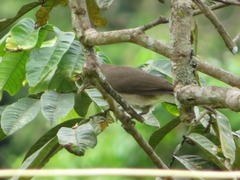 Turdus ignobilis debilis