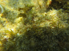 Pavoclinus laurentii