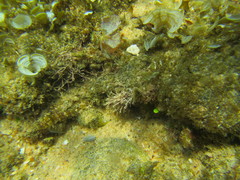 Pavoclinus laurentii