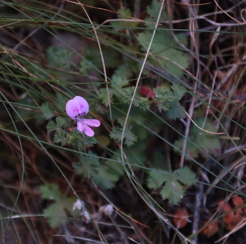 Pelargonium englerianum, photograph 6