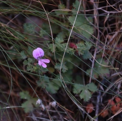 Pelargonium englerianum, photograph (c) Tony Rebelo, some rights reserved (CC BY-SA)