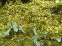 Pavoclinus laurentii