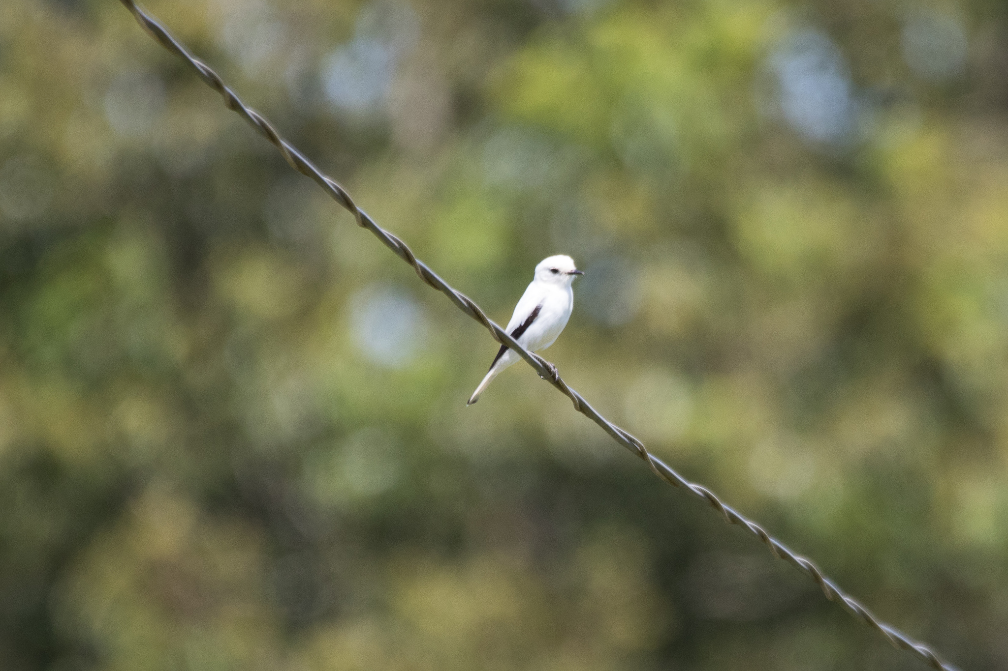 White Monjita (Xolmis irupero), photo 5