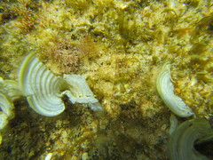 Pavoclinus laurentii