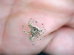 Plexippoides flavescens