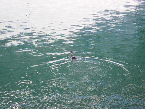 Brandt's Cormorant (Urile penicillatus), photo 4