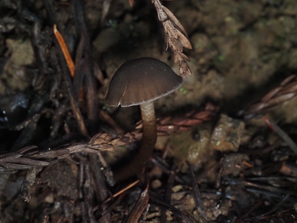 Hodophilus sp. 'CA02' · January 2026 · photo: © lothlin (iNaturalist, cc-by)