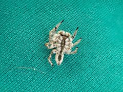 Plexippoides flavescens