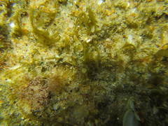 Pavoclinus laurentii