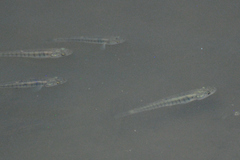 Fundulus kansae