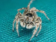 Plexippoides flavescens