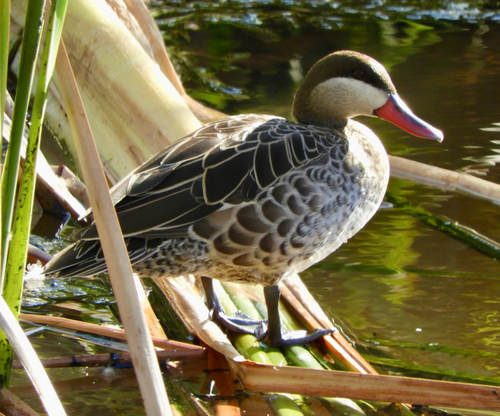 iNaturalist: (c) Mark Brown, some rights reserved (CC BY-NC), uploaded by Mark Brown iNaturalist image