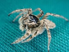 Plexippoides flavescens