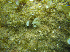 Pavoclinus laurentii