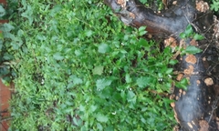 Solanum furcatum