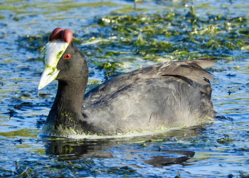 iNaturalist: (c) Mark Brown, some rights reserved (CC BY-NC), uploaded by Mark Brown iNaturalist image